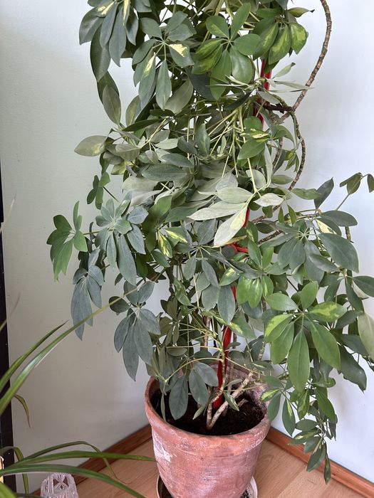 Красив Шефлер в глинена саксия