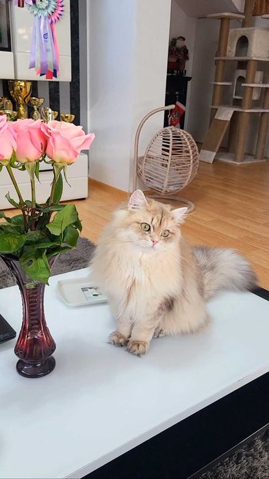 Fetita british longhair blue golden, pedigree, lipicioasa