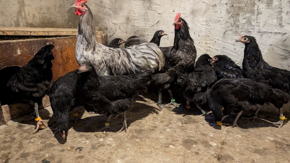 Gaini si puicute Australorp,Cocosei Marans