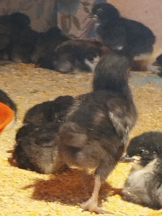 Инкубатор сотилади 1000 талик