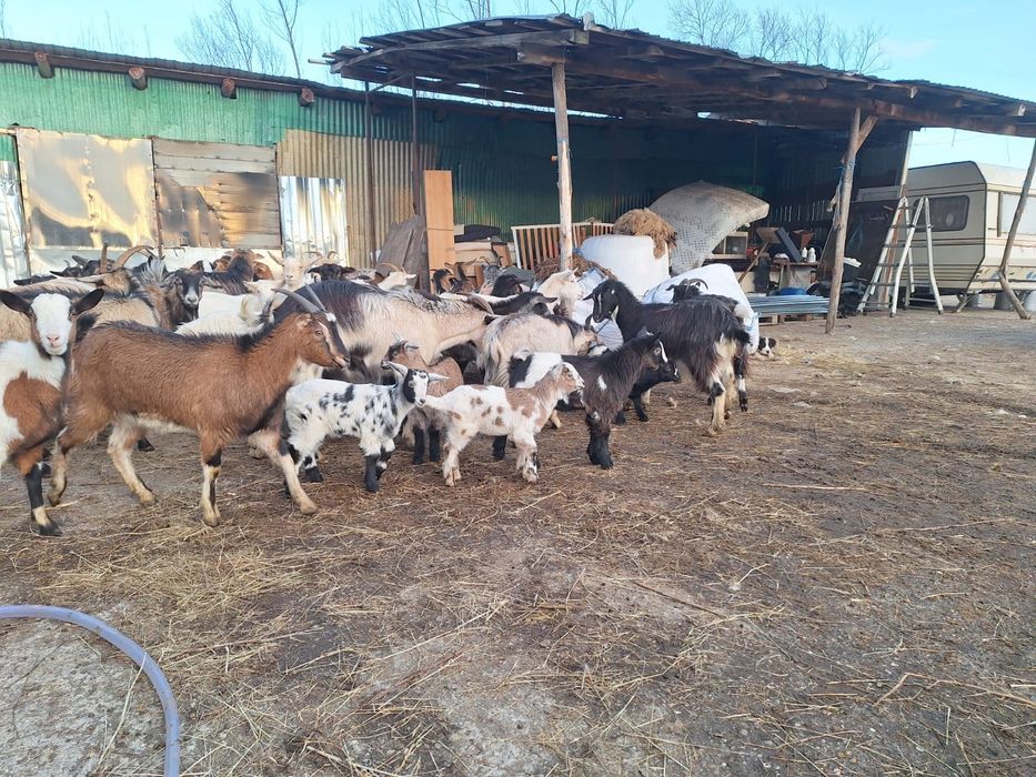 Vând capre cu iezii