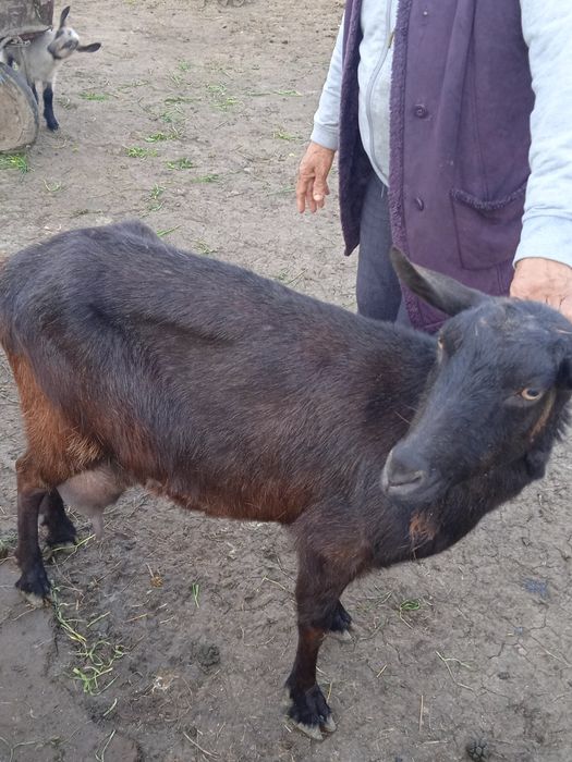 Vând Capră Alpino Francez