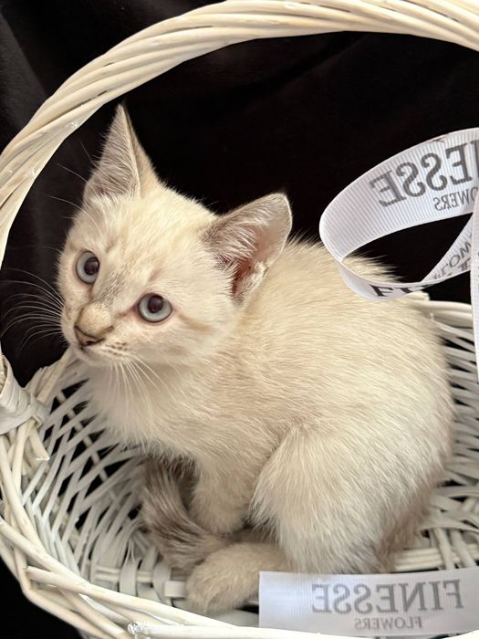 Отдам котенка девочку, воспитанную