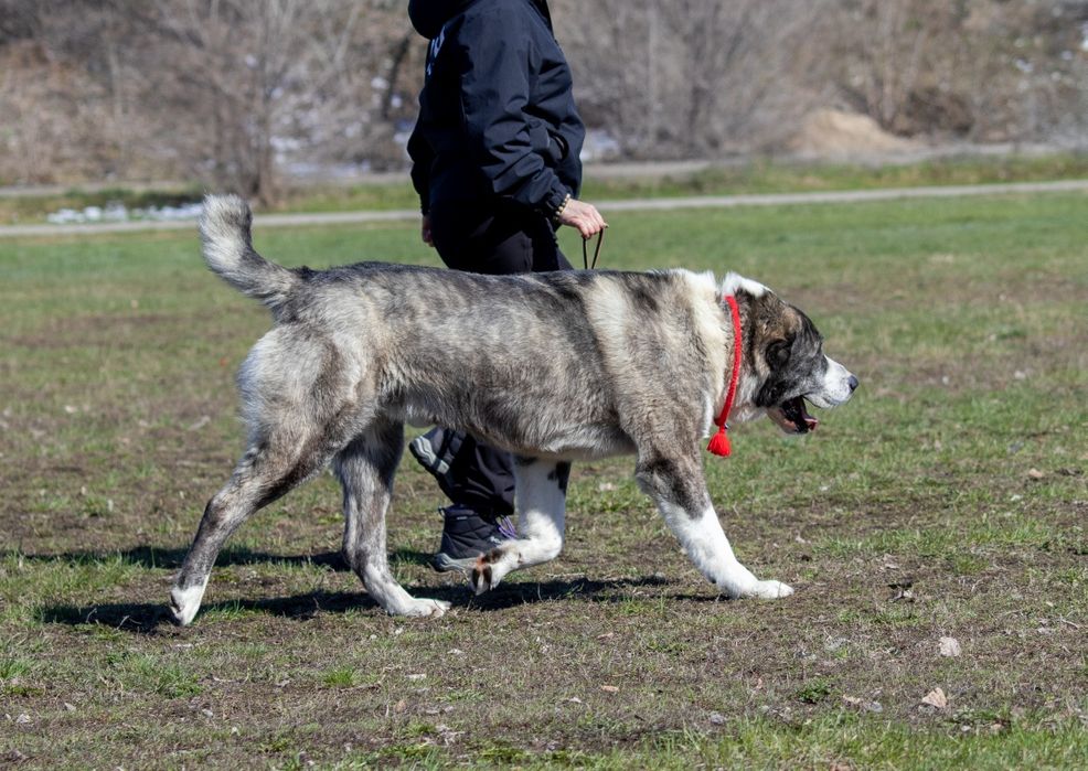 Открыт для вязок кобель САО