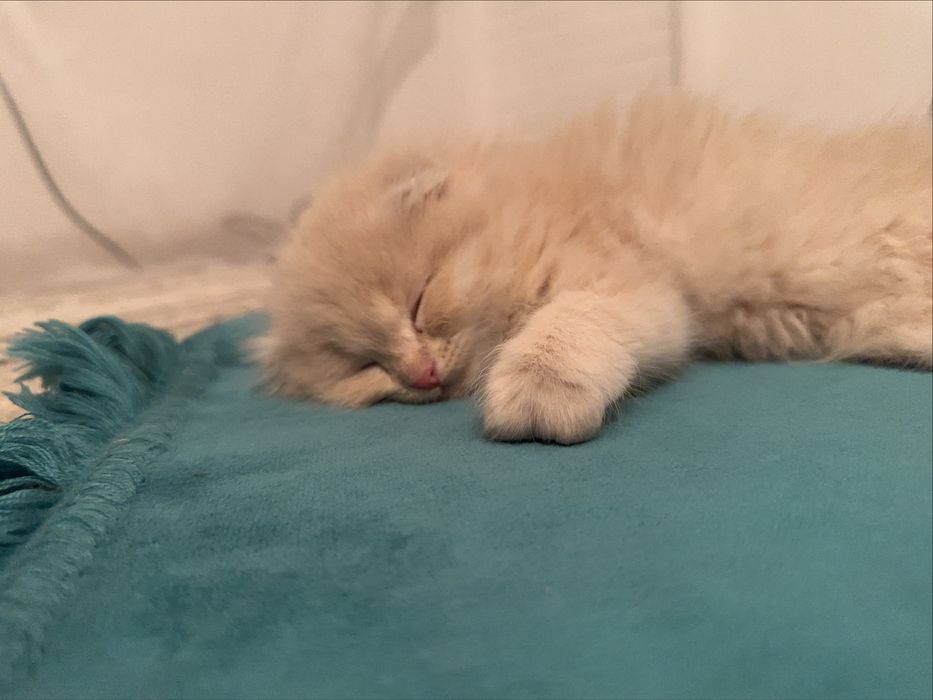 Шотланский вислоухи как мишутка