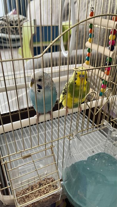 Продаются попугаи