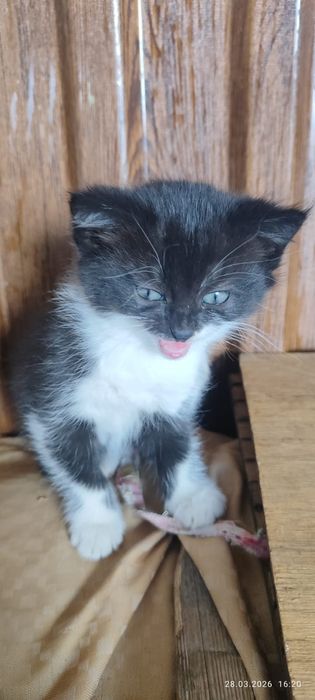 отдам котят в хорошие руки