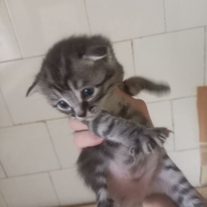 Вислоухие котята 1 мес мальчики