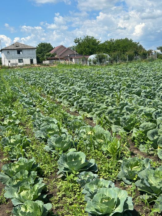 Varză de vânzare pentru tot sezonul