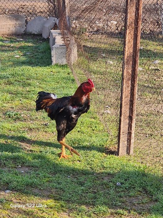 Продам даканов куры и питухи