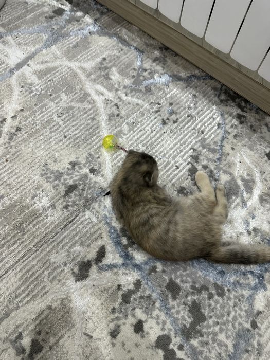 Кошка скоттиш фолд