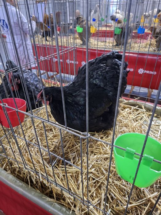 gaini orpington de vanzare