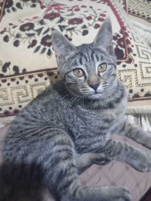 Отдам даром котенка