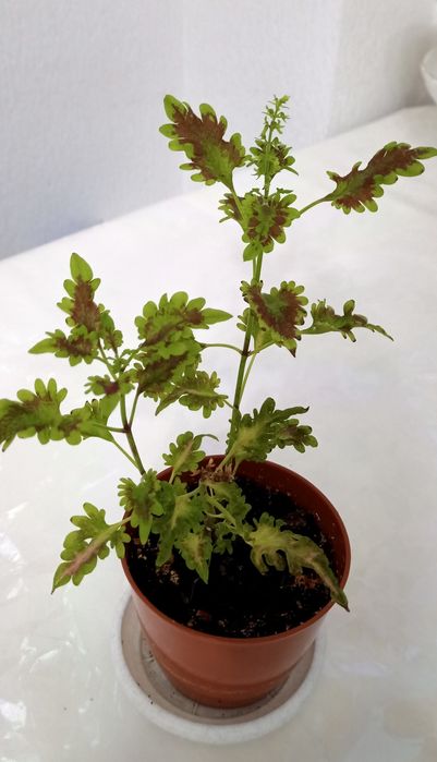 Цветый комнатные, разные