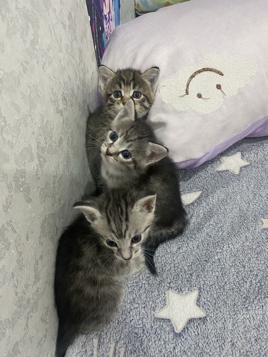 Котята в хорошие руки