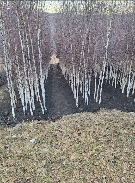Mesteacăn alb in coaja alba 3-6 m cu transport