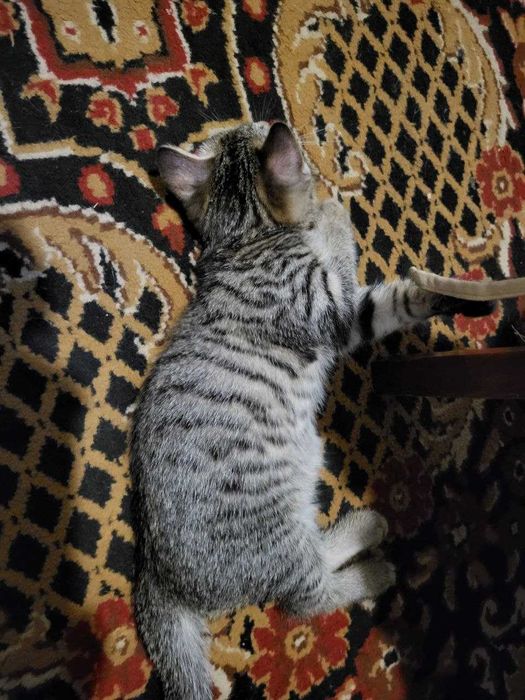 Отдам котят в добрые руки