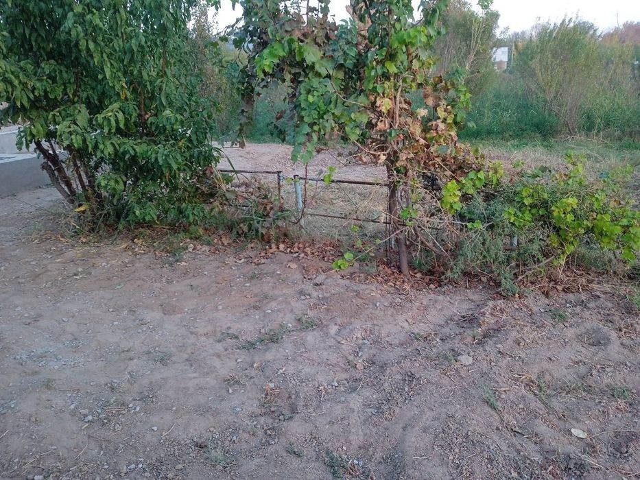 Srochni yer sotiladi,14 sutq,2 xona uy,80 ta bodomzor,:manzil:termiz t