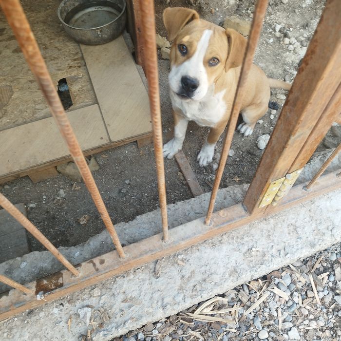 Американский стаффордширский терьер