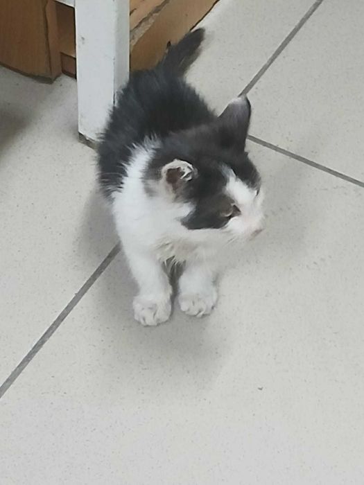 котенок ищет дом