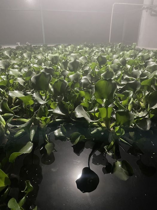 Эйхорния, водиной гиацинт, кувшинка