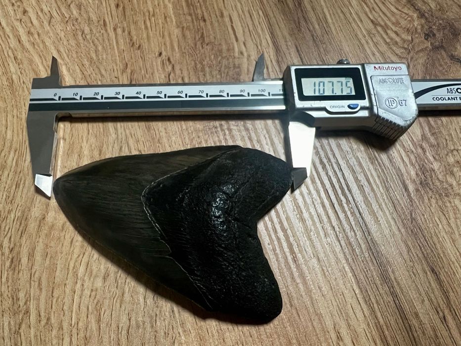 Dinte de Megalodon !!