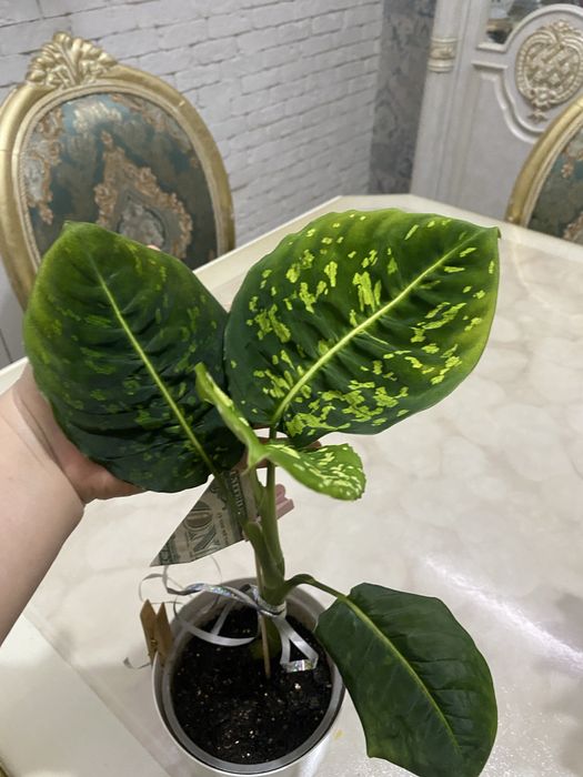 Диффинбахия сорт рефлектор