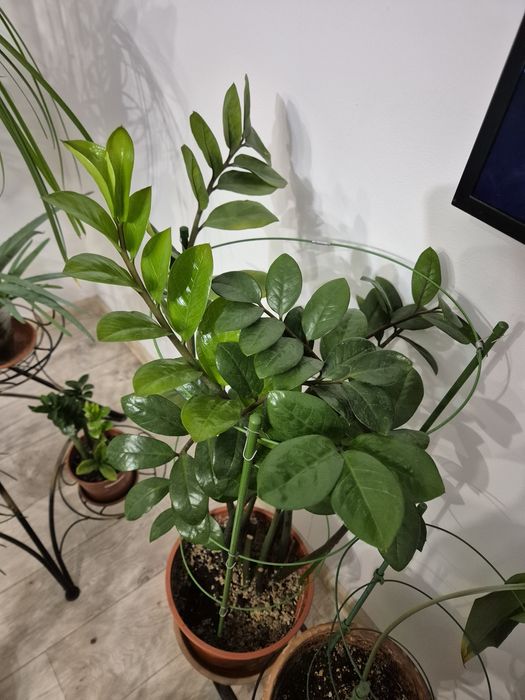 Замиокулькас, Долларовое дерево