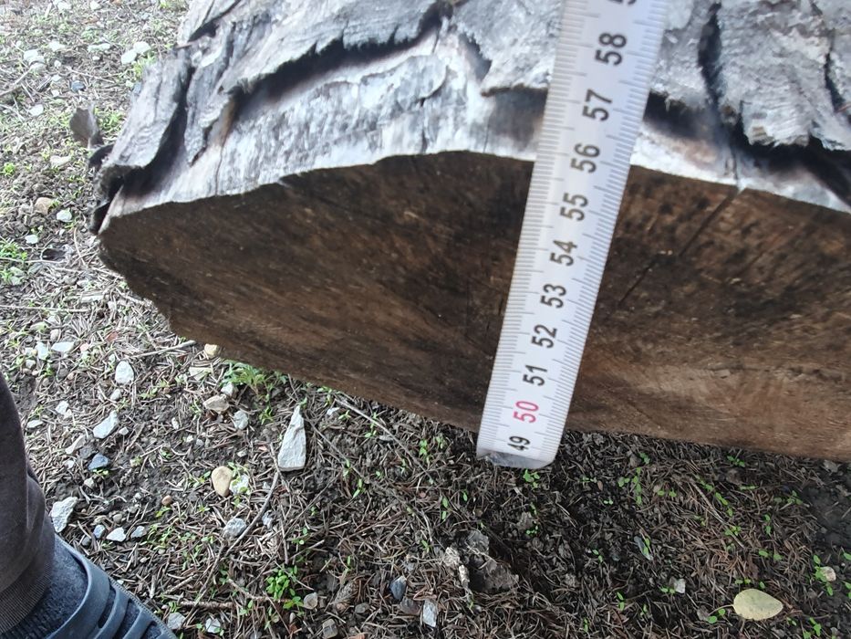 Орехов труп,отрязан пролетта