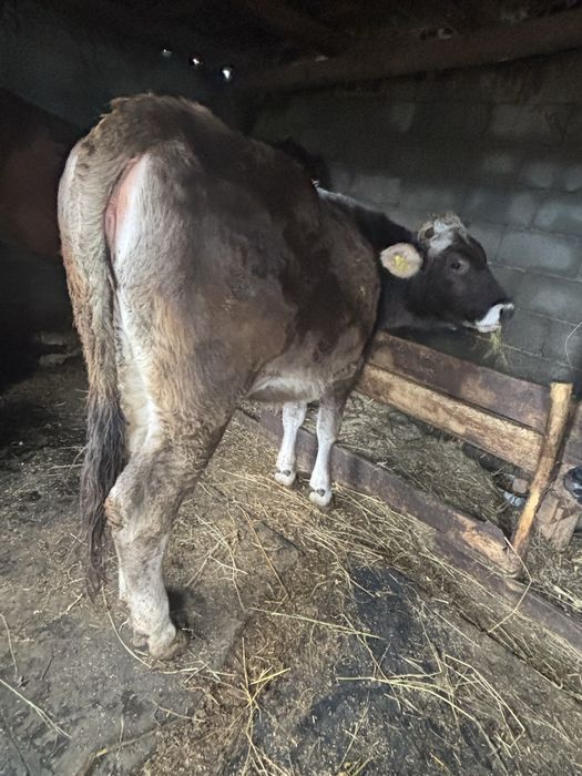 Vand juninca detali la telefon