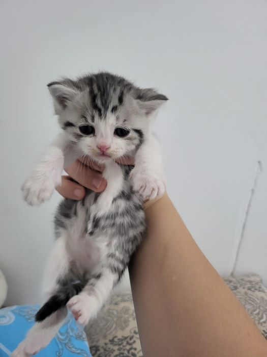 Продам кошку шиншилла британская