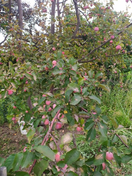 Продается дачный участок ( дача)