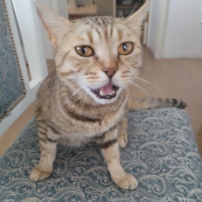 Кошка-мышеловка взрослая