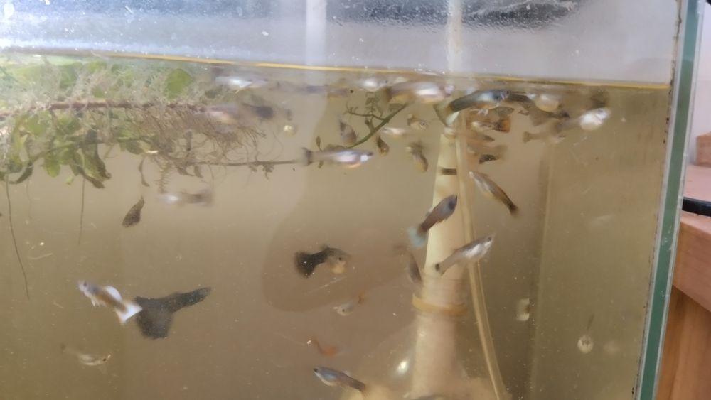 Аквариумные рыбки