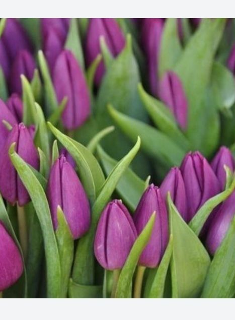 Голландские тюльпаны оптом и в розницу.