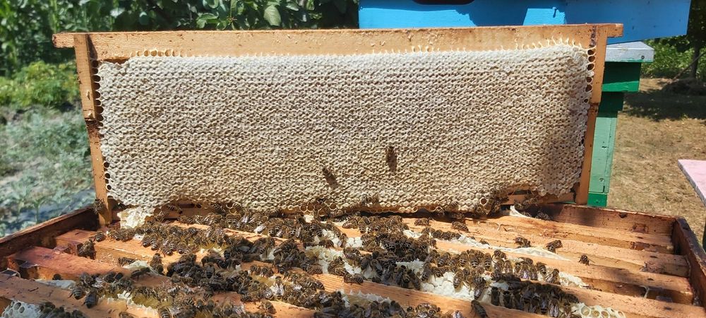 Miere de albine naturală