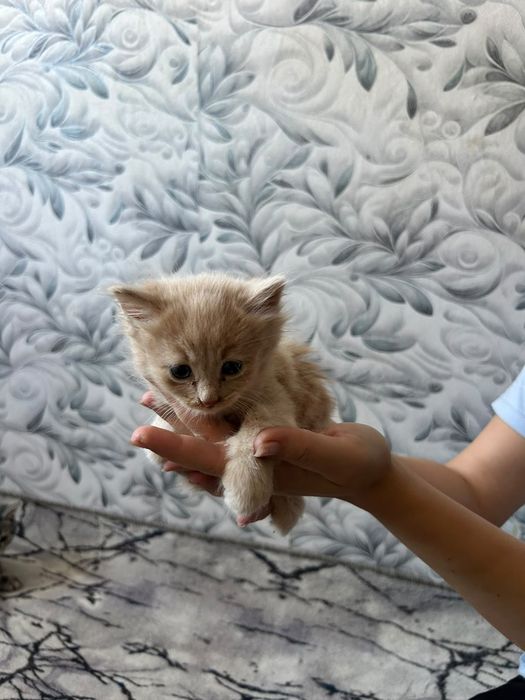 Отдам котят .мальчики и девочка