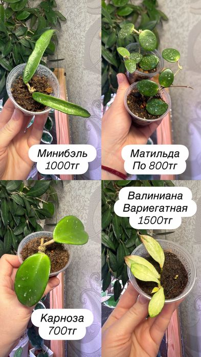 Комнатные растения