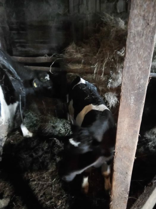 Продам двух коров с телятами.