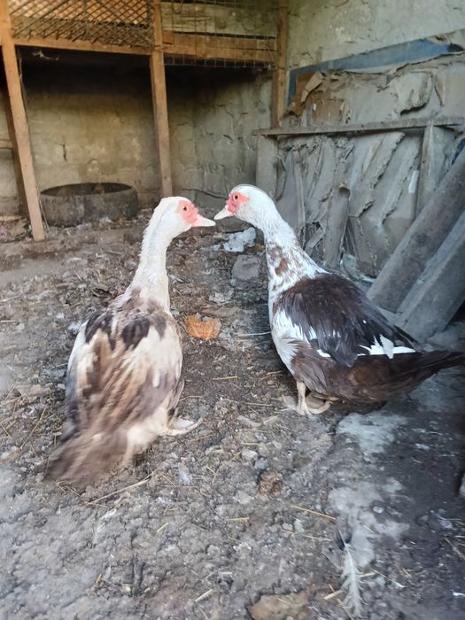 Индаутка,тауықтар сатылады