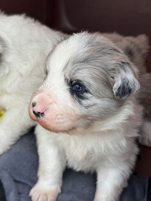 Бордер колли чистокровный щенок