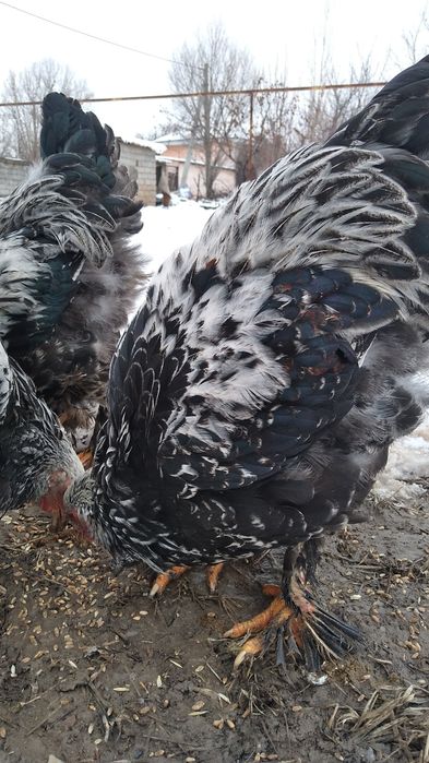 Брама сатылады қораздар 9штук