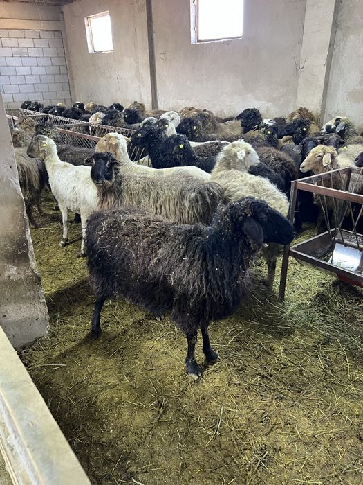 Продаю баран на откорме