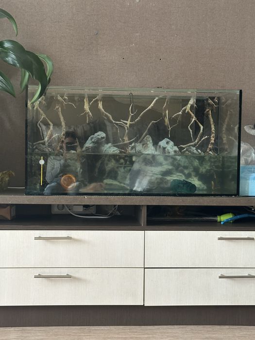 Продам аксалотов