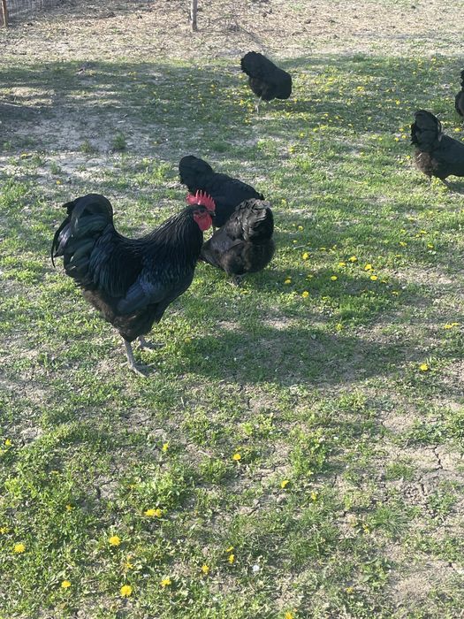 Vand familie gaini Australorp si fam.gaini pitice