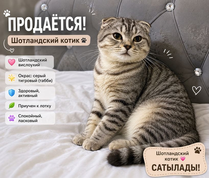 Мысық шотландский сүйкімді