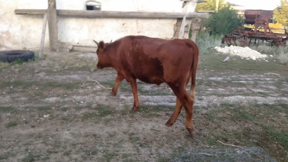 Семіз тай өгіз сатылады