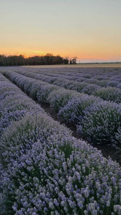 Ulei Esențial de Lavandă – Direct De La Producator