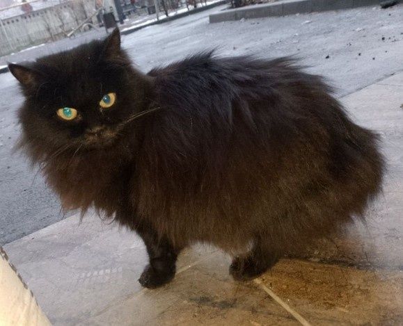 Отдам кошку в добрые руки
