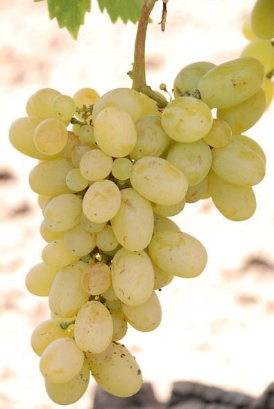 Butasi vita de vie (de vin și de masa)